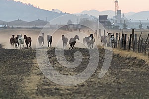 A Mexican Charro Cowboy Rounds Up A Herd of Horses Running Through The Field On A Mexican Ranch At Sunrise