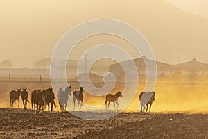 A Mexican Charro Cowboy Rounds Up A Herd of Horses Running Through The Field On A Mexican Ranch At Sunrise