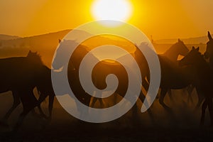 A Mexican Charro Cowboy Rounds Up A Herd of Horses Running Through The Field On A Mexican Ranch At Sunrise