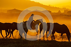 A Mexican Charro Cowboy Rounds Up A Herd of Horses Running Through The Field On A Mexican Ranch At Sunrise photo