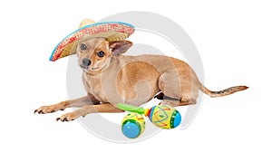 Mexican Chihuahua Dog With Sombrero and Maracas photo