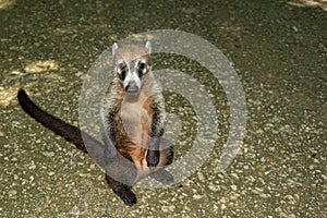 Mexican coati in the jungle, Nasua nasua