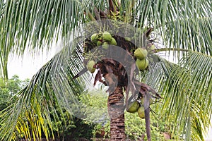 Mexican Coconut Palm