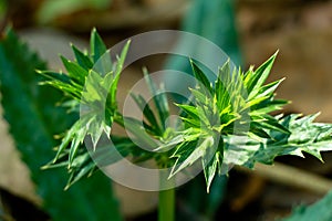 Mexican coriander or Eryngium foetidum plant