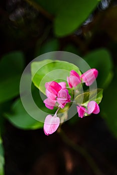 Mexican Creeper or Antigonon leptopus, commonly known as coral vine