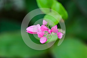 Mexican Creeper or Antigonon leptopus, commonly known as coral vine