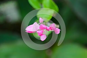 Mexican Creeper or Antigonon leptopus, commonly known as coral vine