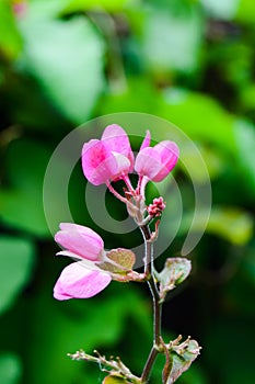 Mexican Creeper or Antigonon leptopus, commonly known as coral vine