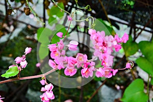 Mexican Creeper or Antigonon leptopus, commonly known as coral vine