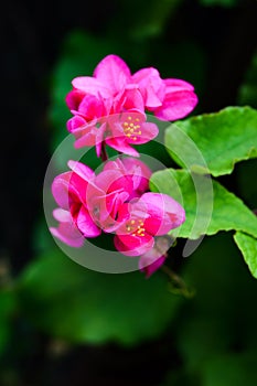 Mexican Creeper or Antigonon leptopus, commonly known as coral vine