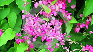 Mexican creeper, chain of love or antigonon leptopus pink bouquet flowers and bee find honey