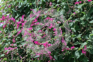 Mexican creeper flower in the garden.Antigonon leptopus, commonly known as coral vine, Coralita or San Miguelito vine.