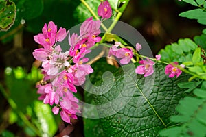 Mexican creeper a.k.a. coral vine Antigonon leptopus pink flowers - Pine Island Ridge Natural Area, Davie, Florida, USA