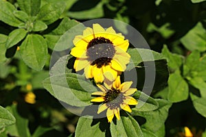 `Mexican Creeping Zinnia` flower - Sanvitalia Procumbens