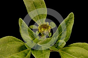 Mexican creeping zinnia (Sanvitalia procumbens). Immature Capitulum Closeup