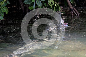 Mexican crocodile eating fish in mouth