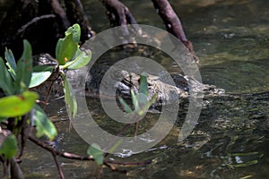 Mexican crocodile eating fish in mouth