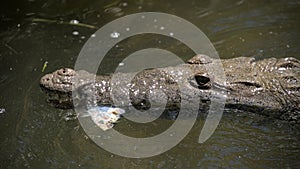 Mexican crocodile eating fish in mouth