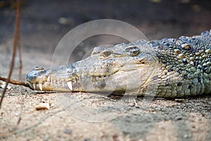 Mexican crocodile resting on river bank