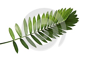 Mexican cycad leaf isolated on white background