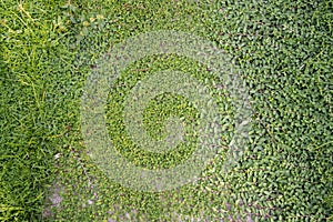 Mexican daisy / Coatbuttons on outdoor concrete wall.Nature back