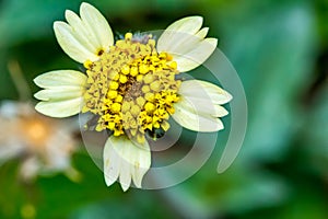 Mexican daisy flower in the garden - Flower tridax procumbens