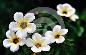 Mexican Damiana bokeh