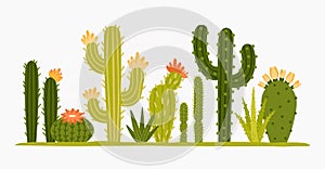 Mexican desert cactus green cartoon collection flora flora photo