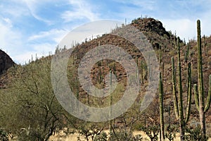 Mexican desert landscape