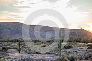 Mexican desert landscape with saguaros cactus