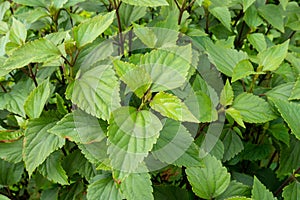 Mexican devil, Ageratina adenophora, commonly known as Crofton weed, is a species of flowering plant in the daisy family native to