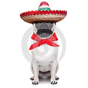 Mexican dog photo