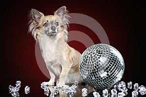 Mexican dog Chihuahua with disco ball