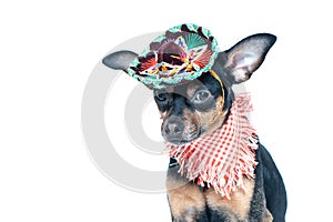 Mexican dog in sombrero and bandage