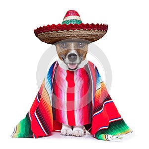 Mexican dog