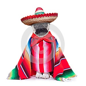 Mexican dog