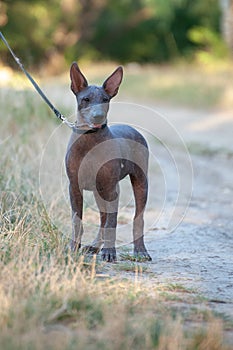 Mexican dog on a walk in the park