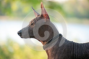 Mexican dog on a walk in the park