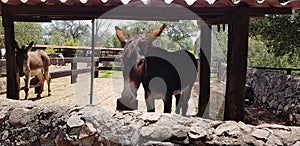 Mexican Donkey in a stable photo