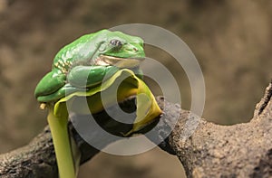 Mexican dumpy tree frog photo