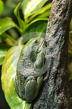 Mexican dumpy tree frog photo