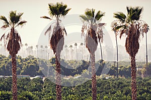 Mexican Fan Palm Tree in California