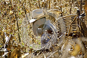 Mexican farmer in corn field