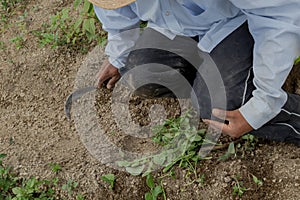 Mexican farmer& x27;s hands on farming tools