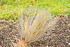 Mexican feather grass or Nassella Tenuissima plant in Zurich in Switzerland