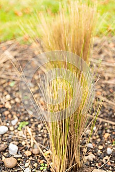 Mexican feather grass or Nassella Tenuissima plant in Zurich in Switzerland