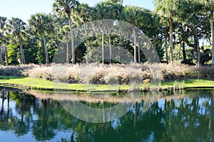 Mexican feather grass and palm tree