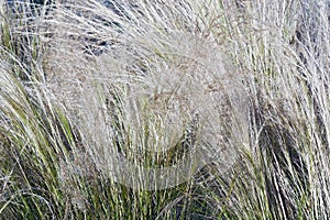 Mexican feathergrass
