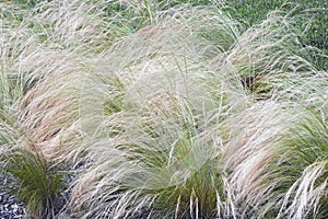 Mexican feathergrass