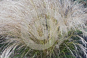 Mexican feathergrass photo